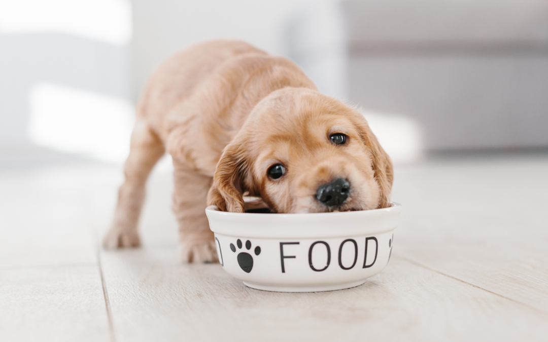 Dlaczego wysokiej jakości karma dla psów jest kluczowa dla zdrowia Twojego pupila?