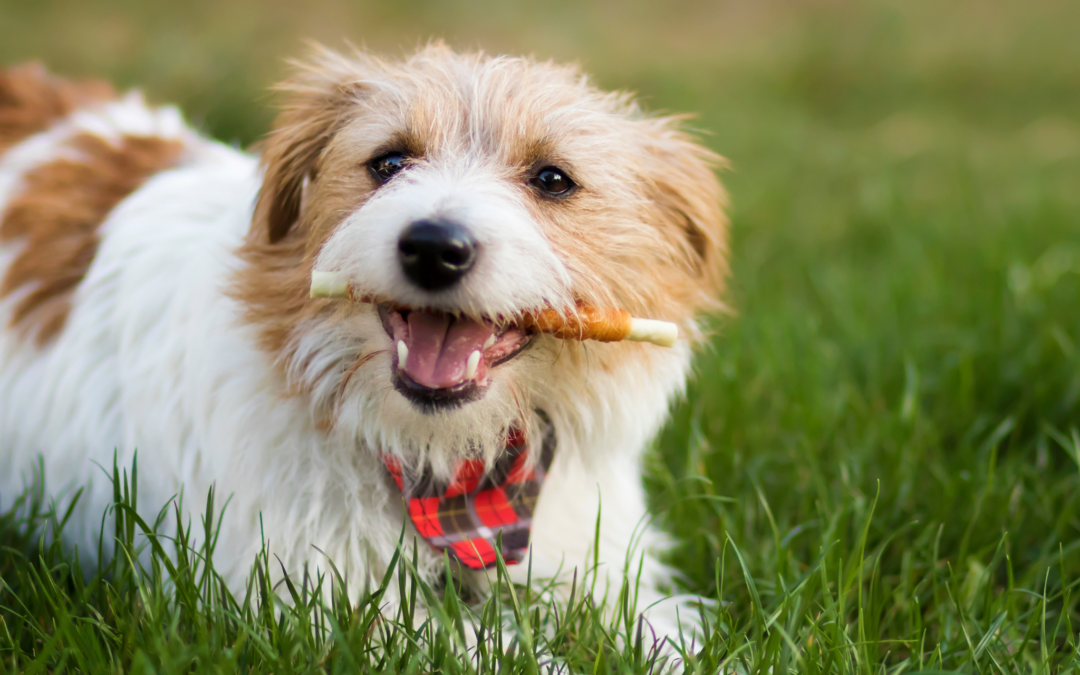 Przysmaki dla psów: klucz do zdrowia, szkolenia i szczęścia Twojego pupila