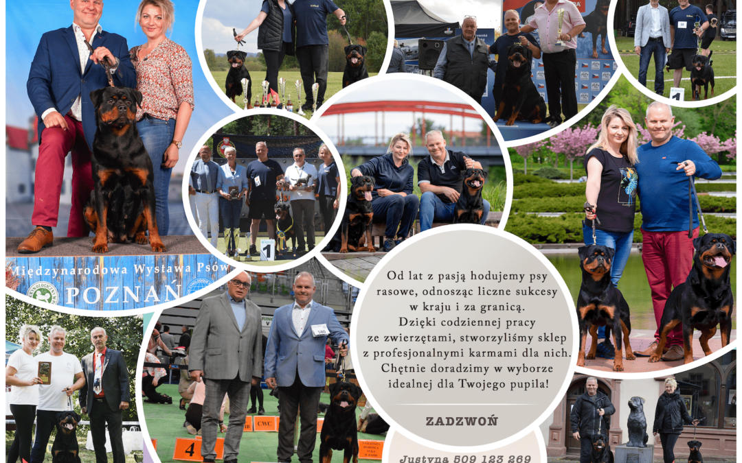 Amber Pet Food – sklep zoologiczny i hodowcy psów, którzy wiedzą czym karmić zwierzęta