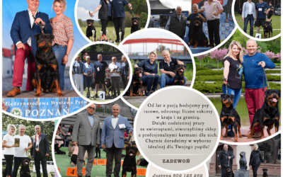 Amber Pet Food – sklep zoologiczny i hodowcy psów, którzy wiedzą czym karmić zwierzęta